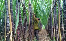 Mía đường chịu cạnh tranh không công bằng: Nên đàm phán lại, hay "quyết đấu"?