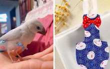 Cô gái 9x kiếm cả trăm triệu hàng tháng nhờ làm bỉm cho chim, xuất khẩu đi cả Mỹ, Canada, Ả Rập