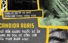 Candida auris, thứ nấm kháng thuốc bí ẩn đang đe dọa sự sống còn của toàn nhân loại