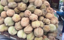 Sầu riêng rừng Campuchia rao 10.000 đồng nhưng bán tới 60.000 đồng/kg