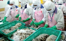 Trung Quốc tăng nuôi tôm, Việt Nam vẫn có cơ hội xuất khẩu lớn