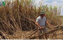 Thuế nhập khẩu sắp về 0% doanh nghiệp mía đường chưa tự tin ứng phó
