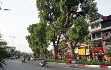 Giữa ngày nắng đổ lửa Hà thành, 'thiên đường' bóng mát là đây