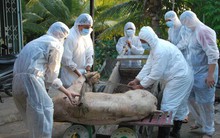 Tỉnh nào ở ĐBSCL may mắn chưa bị dịch tả heo “tấn công”?