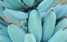 Ngỡ ngàng với chuối xanh da trời hơn 2 triệu đồng/nải