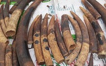 Công an Hải Phòng truy tìm chủ nhân hơn 7 tấn ngà voi và vảy tê tê