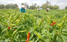 ĐBSCL: Ớt tăng giá trên 40.000 đồng/kg