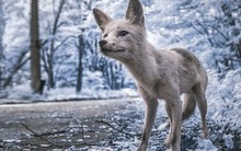 Từ vùng đất ma không ai dám bén mảng, nhà máy điện hạt nhân Chernobyl bỗng hóa xứ sở thần tiên đẹp lịm tim qua lăng kính của nhiếp ảnh gia