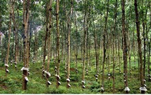 Cao su Lai Châu thời mất giá: Người dân còn “ôm mộng” làm giàu?