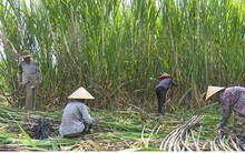 Vùng mía nguyên liệu giảm, nhà máy đường gặp khó