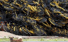 Câu chuyện buồn của Ofo, từ một startup trị giá 2 tỷ USD bây giờ chẳng còn lại gì ngoài những đống xe đạp hỏng chất cao như núi