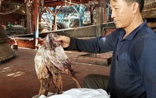 Gần 1.000 tấn khô mực ở Quảng Nam bí đường sang Trung Quốc