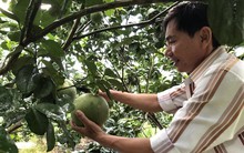 Trái cây vụ hè 2019: Thương lái tranh nhau 'săn' hàng