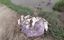 Thái Bình: Dịch tả lợn chưa qua, cúm gia cầm đã tới