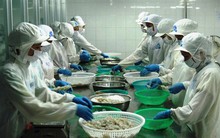 Giá thủy sản giảm mạnh: Ngư dân khó chồng thêm khó