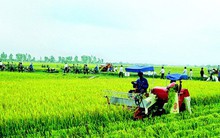 Gần 2 tỷ USD vốn ODA vào nông nghiệp