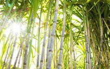 Ngành mía đường tìm đường thoát