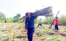 Nhà máy đường “đóng cửa” trước vụ mía mới