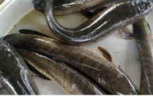 Thương lái tại Đồng Tháp tranh mua vảy cá lóc