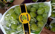 Thực hư nho sữa Nhật Bản siêu đắt bất ngờ xuống giá thê thảm