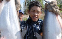 Giá cá tra tuột dốc