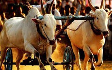 Cùng thi đua bò, một người chiến thắng, một người thất bại: Lý do đằng sau rất đáng ngẫm