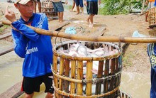 Bầm dập theo cá tra