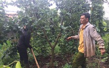 Những nhà vườn thu lãi tiền tỷ