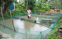 ĐBSCL: Lũ về, cá giống nước ngọt tăng giá mạnh