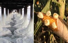 Loạt ảnh ấn tượng cho thấy tác động dữ dội của biến đổi khí hậu tới cuộc sống con người