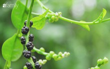 Ăn rau mồng tơi mà không nắm được những lưu ý cực quan trọng này sẽ gây hại sức khỏe