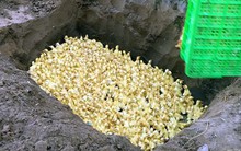 Ngăn chặn tình trạng nhập lậu, buôn bán trái phép gia cầm