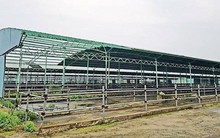 Thông tin mới dự án nuôi bò 4.500 tỉ phá sản liên quan ông Trần Bắc Hà