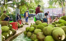 Mít Thái bất ngờ tăng giá mạnh