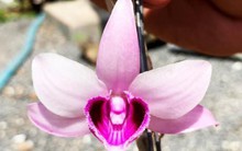 Giả hạc Ma Bó đột biến 5 tỷ: Thương vụ lố bịch?