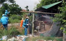 11 tỉnh, thành có ổ dịch cúm gia cầm, tiêu hủy trên 23.000 con