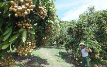 Trái cây được mùa, giá cao ngất ngưởng giữa chính vụ