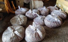 Bí ẩn những thương lái đi mua vảy cá