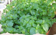 Có loại rau đắt hơn thịt, châu Âu, Trung Quốc tôn "thảo dược quý" chữa bệnh cực tốt, người Việt chỉ coi là cỏ dại