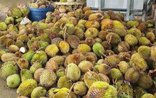 Tây Nguyên: Mưa bão khiến nhiều vườn sầu riêng bị gãy đổ, rụng trái hàng loạt