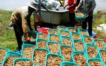 Phòng vệ khi Mỹ - Trung "so găng" tiền tệ