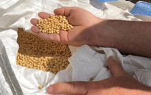 Trung Quốc ngừng nhập khẩu nông sản, nông dân Mỹ 'điếng người'