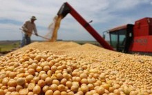 Đậu tương rớt giá, lão nông Mỹ tính không bỏ phiếu cho ông Trump