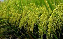 Giá gạo Thái Lan tăng mạnh so với các nước khác ở châu Á