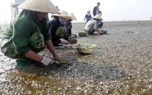 Sau bão số 3, ngao chết nổi trắng biển Thái Bình