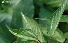 Loại rau giá lại rẻ bèo được bán đầy chợ, dùng nấu canh rất ngon và tận dụng từ lá đến hạt sẽ trị được bách bệnh