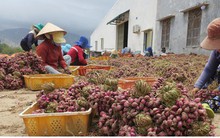 Nông dân phấn khởi vì hành tím được mùa được giá