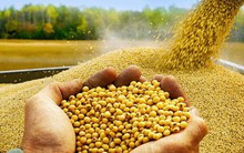 Đậu tương Mỹ chất đống không người mua khi Trung Quốc ngừng nhập khẩu
