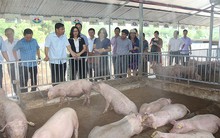 Dịch tả lợn châu Phi càn quét, nhiều hộ nuôi tự cứu mình, cứu lợn