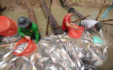 Vòng luẩn quẩn của cá tra